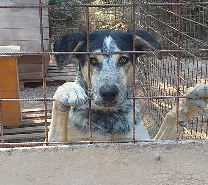 Strava u Debeljaku: Obješen pas, volonteri zadarskog azila poručuju – “Čudovišta hodaju među nama”