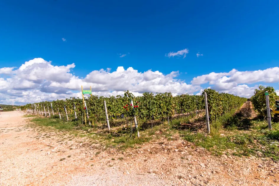 Vjerovnici podižu MasVin iz mrtvih - postali kreditori: zadruga iz Polače spašena predstečajem, ali duboko ranjena sukobima