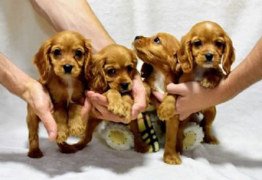 ZADAR U ŠOKU - Žena (45) bacila štence kao smeće - Policija joj za vratom, slijedi kaznena prijava