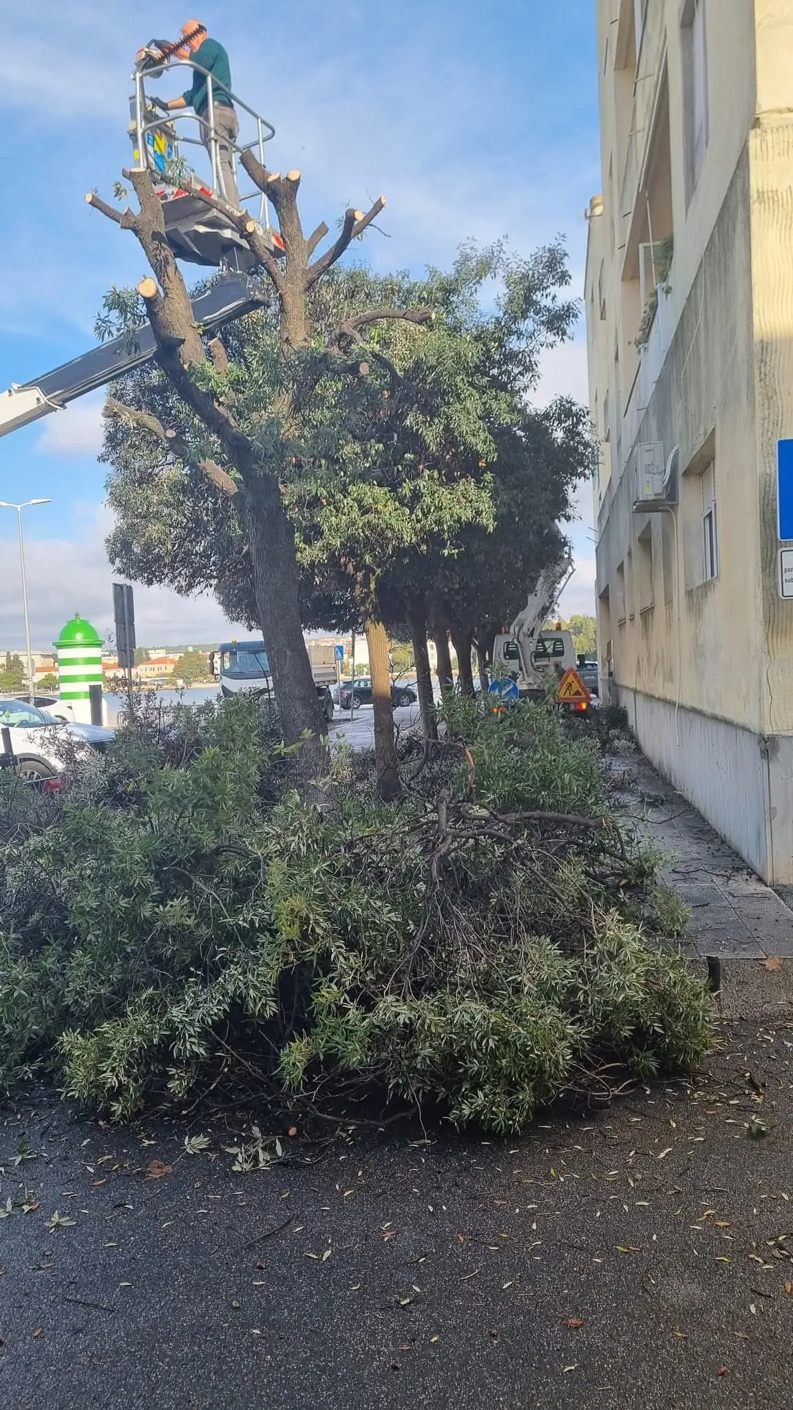 Erlićeva "zelena" farsa - stablo za kamere, sjekira kad nema medija: "Upravo su posjekli zdrava stabla crnike"