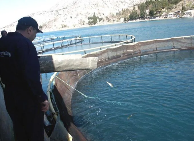 Podvelebitski ribari u moru love – pastrve