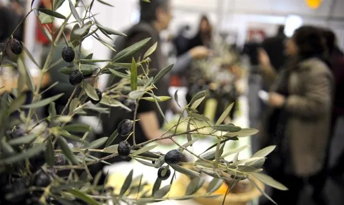 Maslinari naučili praviti ekstra djevičansko ulje