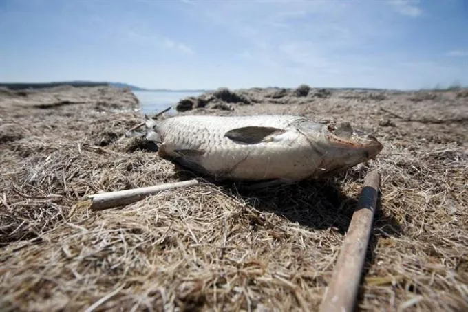 Na stotine kilograma šarana, somova i štuka uginulo je u šašu Vranskog jezera