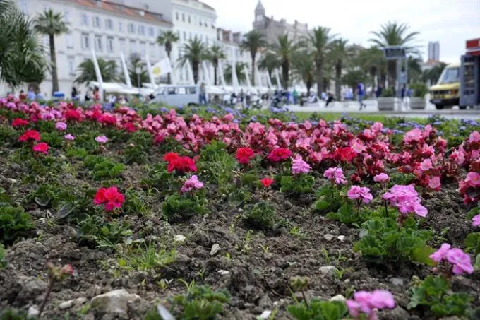 “Parkovi i nasadi”: Dnevno se ukrade 200 sadnica cvijeća