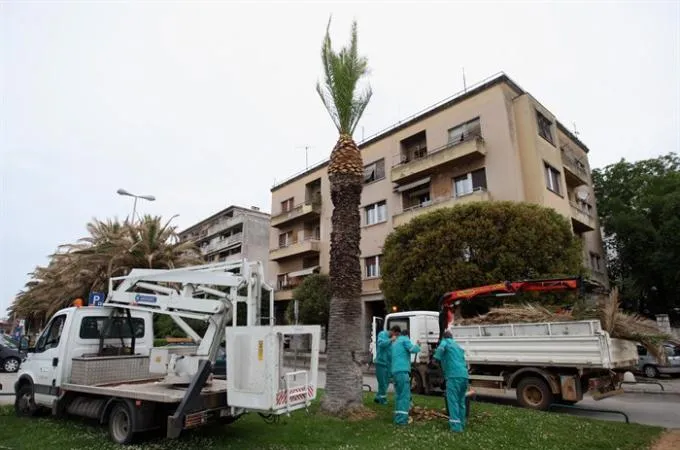 Spašavanje osušenih palmi na zadarskoj Obali kneza Branimira