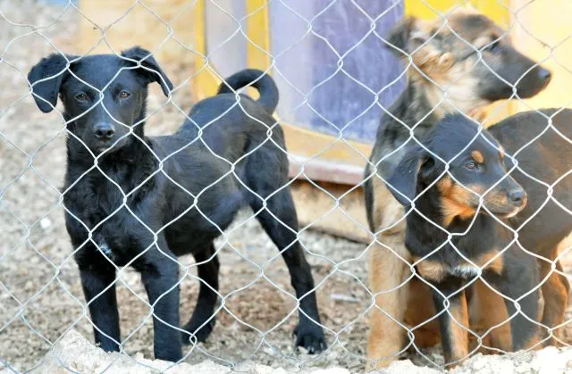 Napuštene životinje napuštaju Žmiriće