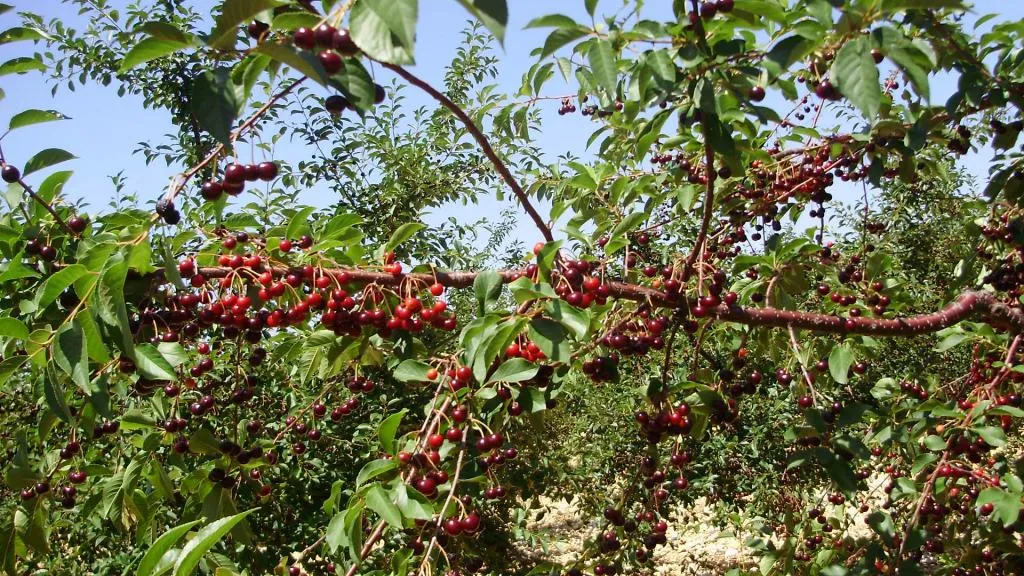 Maraska ponudila 4.5, a proizvođači traže 5 kuna