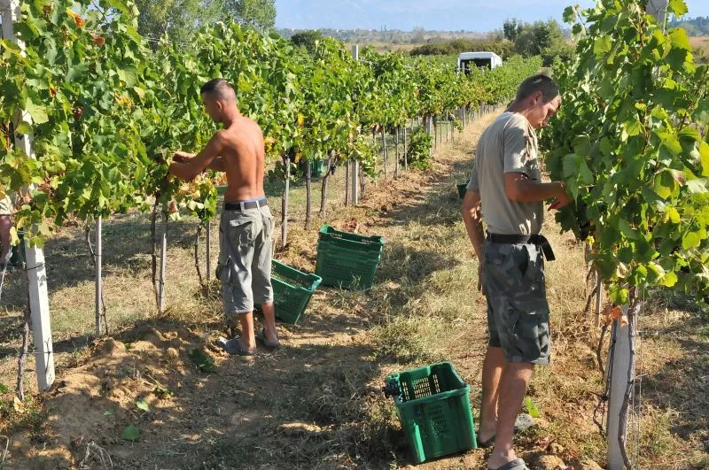 Tko nije navodnjavao, suša mu umanjila urod za 20 posto