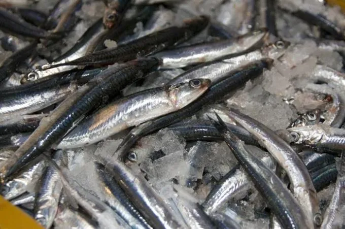 Vuksanov dnevni red za Gradsko vijeće: kad je srdela najbolja, preimenovanje Kalelarge, stan Avi Karabatić…