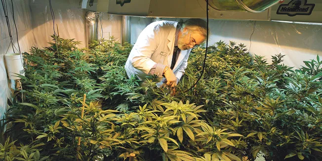 REVOLUCIONARNI ZAKON: ČEŠKA ODOBRILA KORIŠTENJE MARIHUANE KAO LIJEKA Česi će travu moći kupovati na recept