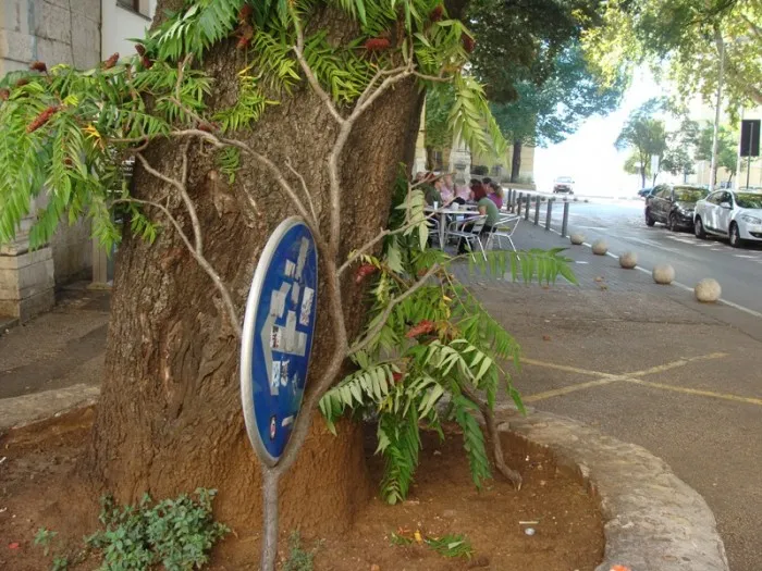 “Veseli” mladić popeo se na stablo i tresao ga dok ga nije slomio