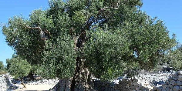 Svečano otvoreni Vrtovi lunjskih maslina