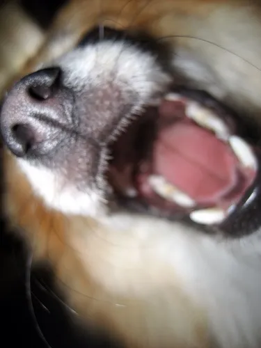 Doga napala konja na zaprežnim kolama, vozač ozlijeđen