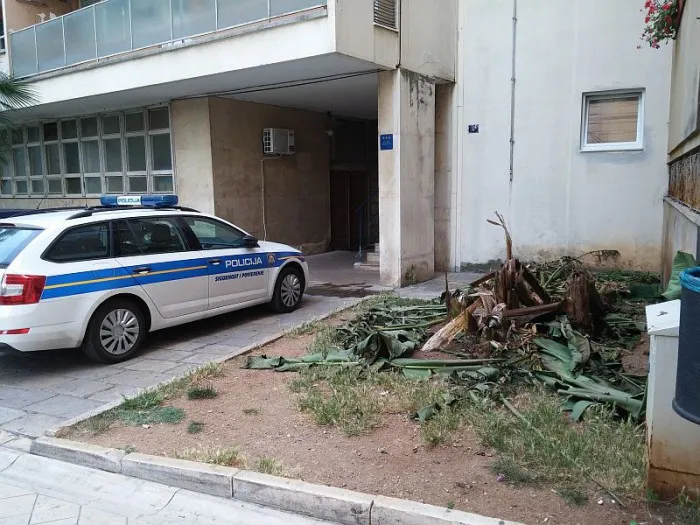 Posječno stablo banane zbog čega su ogorčeni stanari u Zore dalmatinske