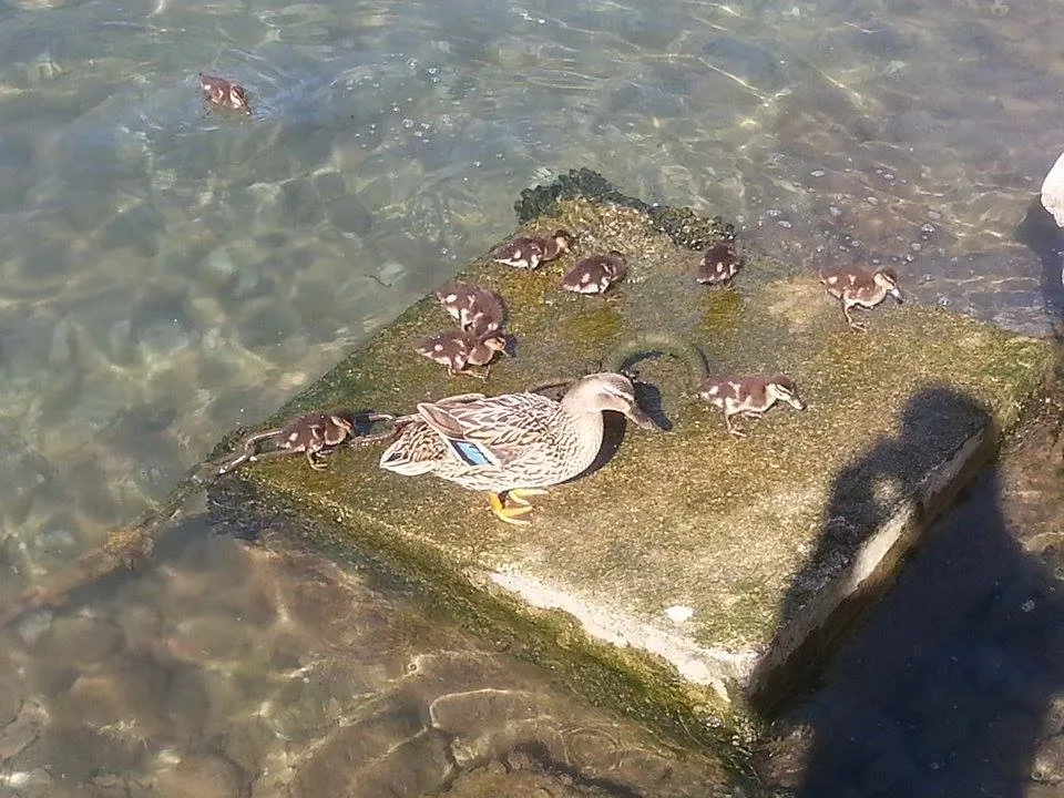 Divlje patke dobile podmladak