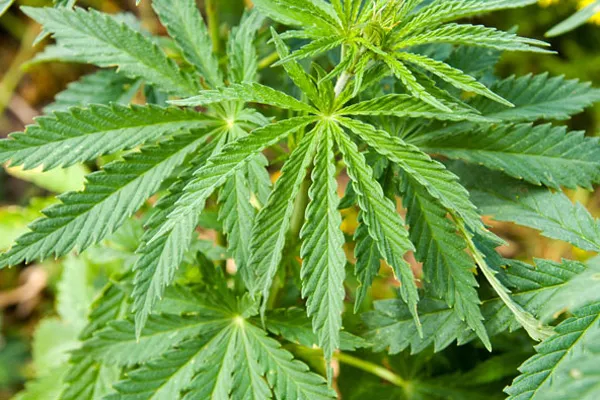 Zadraninu našli 13 stabljika indijske konoplje koje je grijao lampom