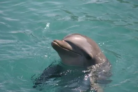 Mladunče dobrog dupina zapetljano u konop kod otoka Iža