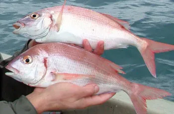 Nakon ulova kile arbuna – ribar uzima olovku u ruke