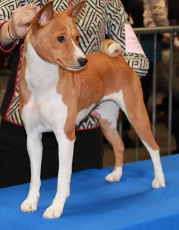 Bogata nagrada za pronalazak Rose