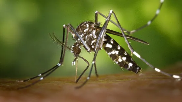 Najezda tigrastih komaraca