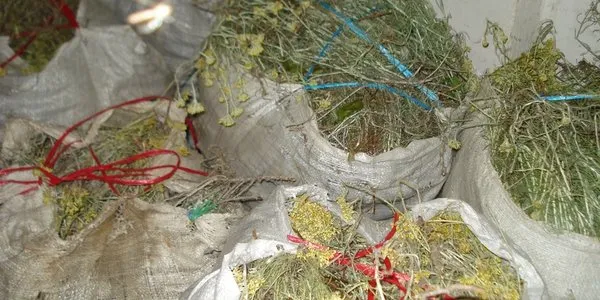 Policija zatekla 35-godišnjaka s 800 kg ilegalno ubranog smilja