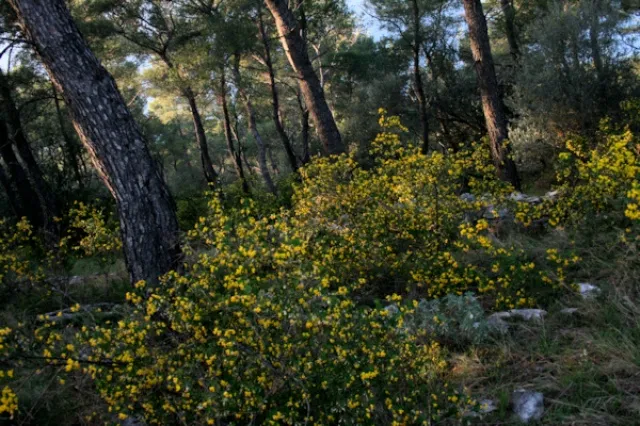 Država prodaje 56 šuma u Poličniku!