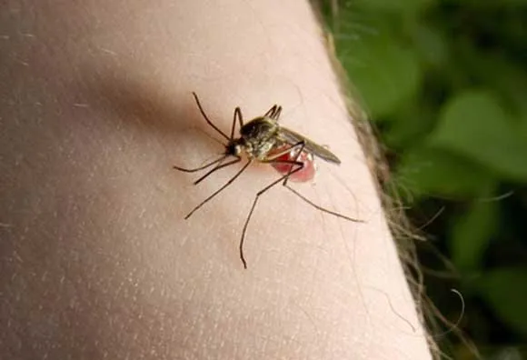 Napokon počelo zaprašivanje komaraca, provjerite kad i gdje