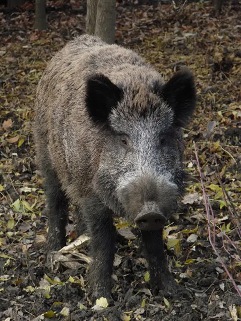 Naletio na vepra i razbio automobil