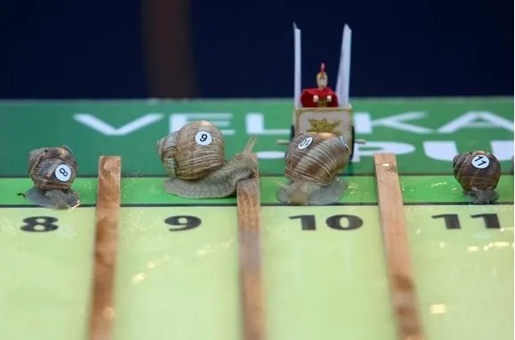 Nadinski puž pomeo konkurenciju pa je pošteđen lonca