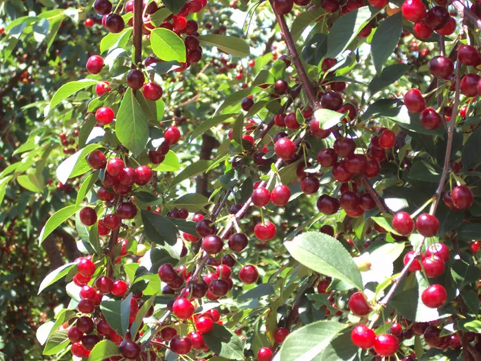 MARASKA “ubrala” 900 tisuća kila višnje