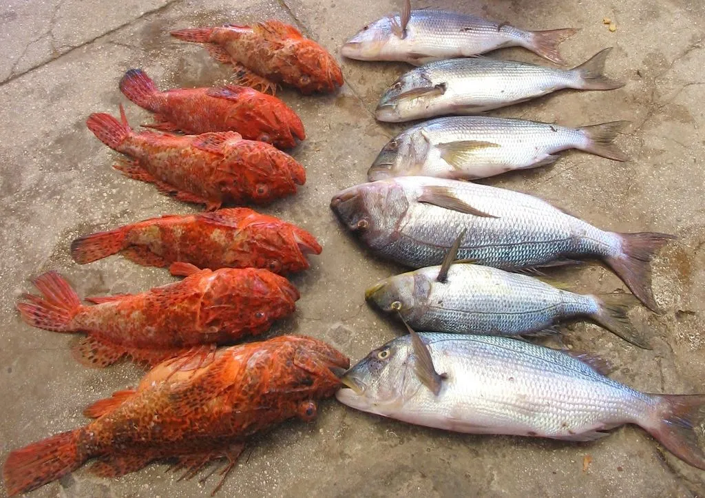 Europa traži da se obalni ribolov smanjimo i do 60 posto!