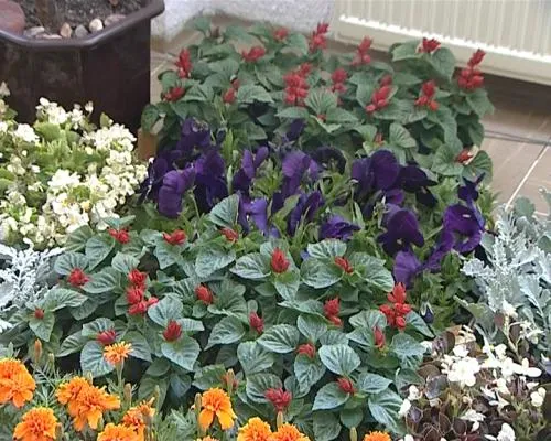 ULJEPŠAJMO ZADAR Nasadi dijele besplatne sadnice cvijeća