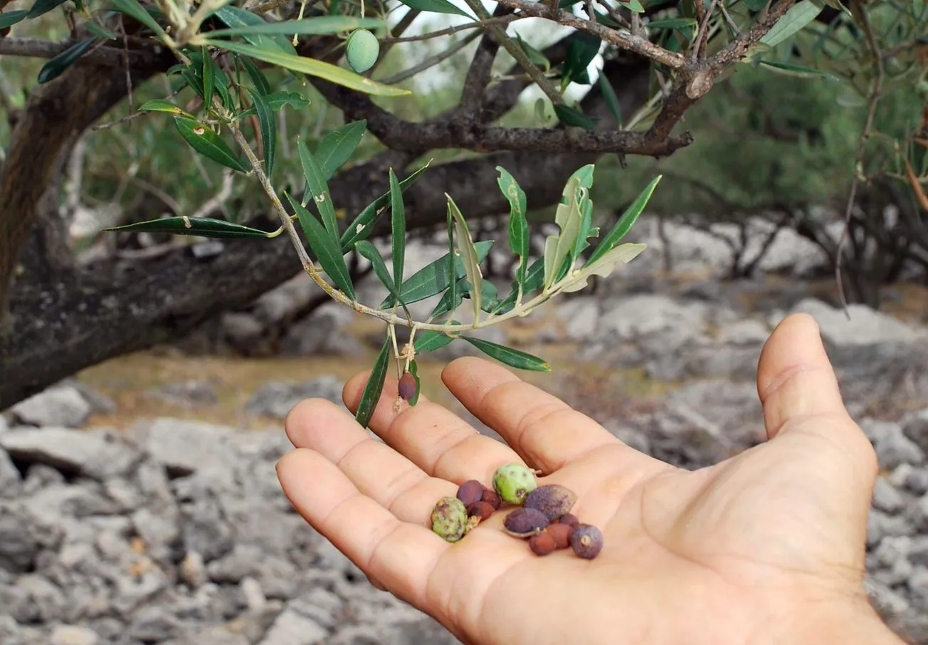 UROD UPITAN Svrdlaš nanio velike štete maslinama