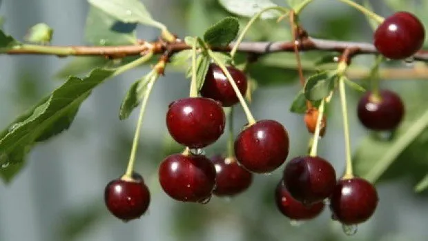 KAD SE MALE RUKE SLOŽE Ribari pomogli Škabrnjanima da maraška svježa doputuje u Austriju