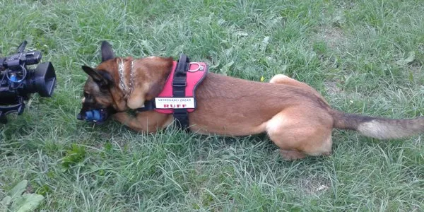 Ruff – važan član JVP Zadarske županije