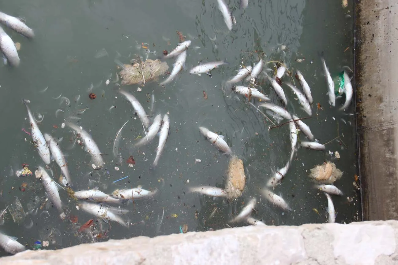 POMOR RIBE U GAŽENICI More je čudne boje i zaudara na deterdžent!