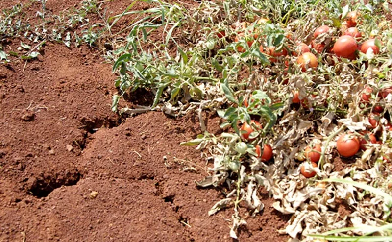 Proglašena elementarna nepogoda na području Zadarske županije
