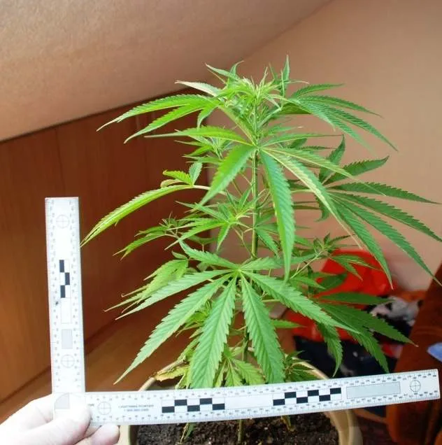 Sadio konoplju u stanu, policija ga “nanjušila”