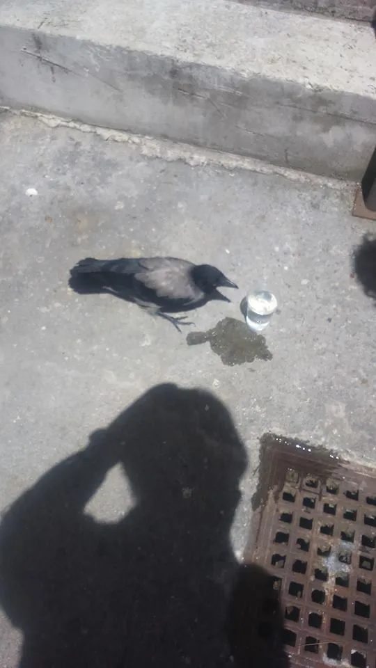 Djelatnici Državnog arhiva Ivica Ražov i Martina Ljutić spasili ranjenu vranu!